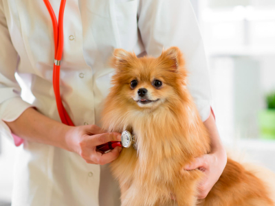 Ветеринарные