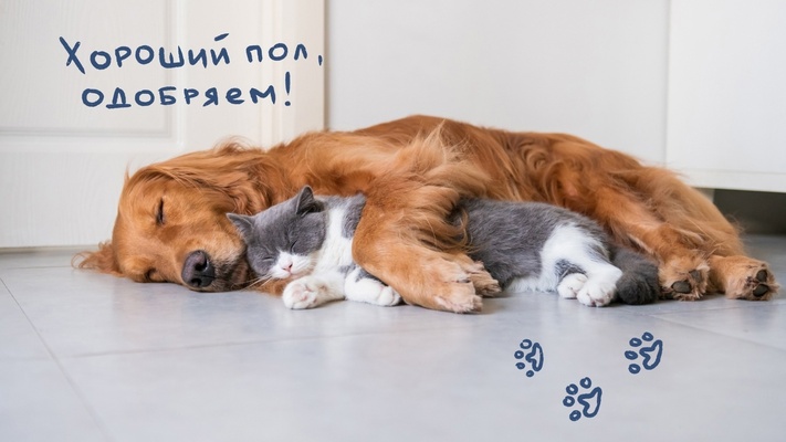 Выбираем напольное покрытие не только для себя, но и для питомцев!
