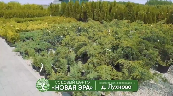 Хвойные растения — вечнозелёная гармония в вашем саду