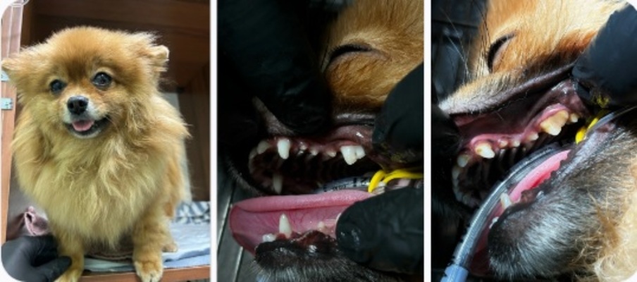 Почему важно животным тоже чистить зубы.