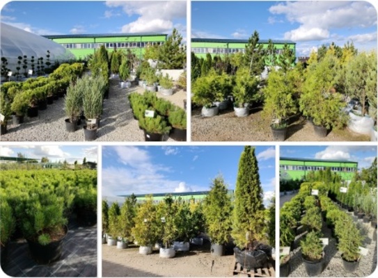 Огромный выбор растений крупномеров в СЦ Неёлово!