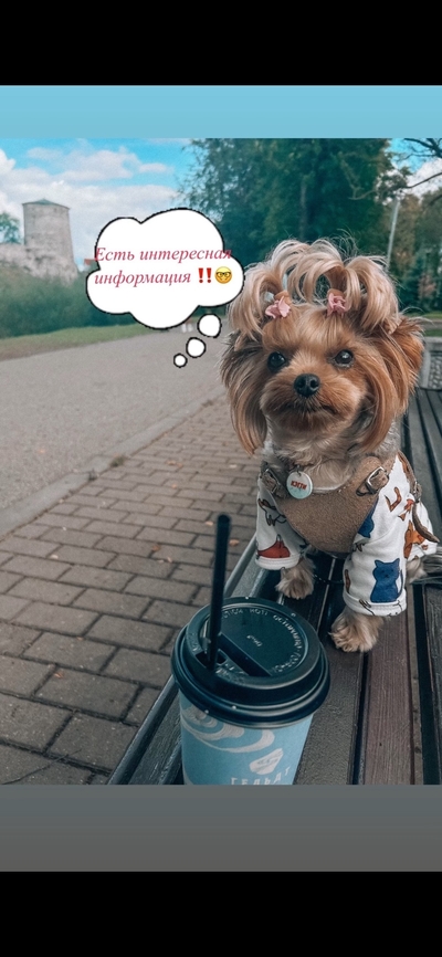 Фрукты для собак: можно ли давать арбуз и дыню питомцам?