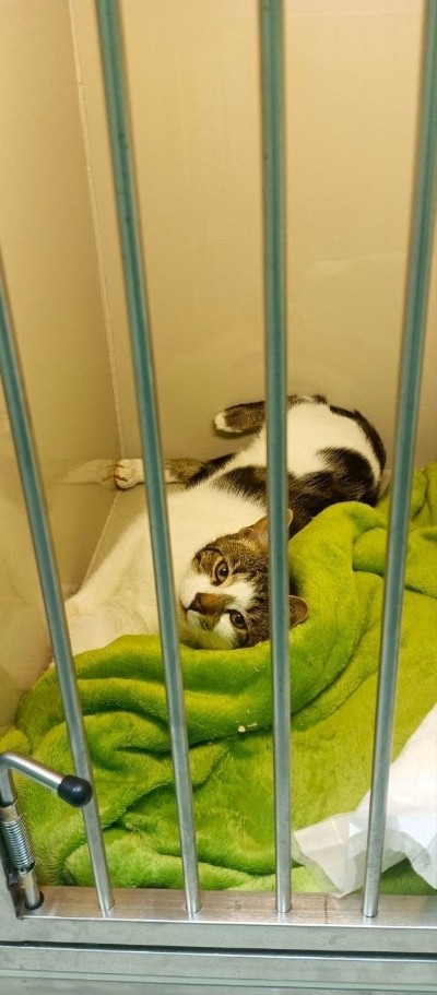 Что такое астма у кошек: причины, симптомы и методы лечения.