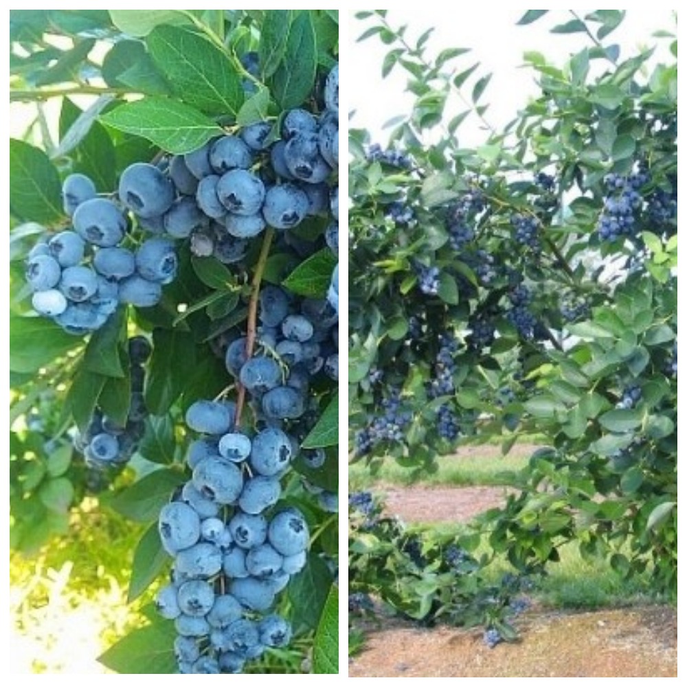 В продаже саженцы голубики (7 сортов).