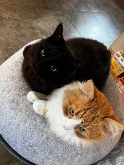 Гематохезия – кровь в каловых массах.