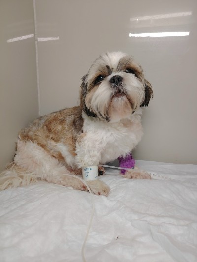 А вы знали, что грустное настроение у собаки - не всегда признак, связанный с поведением?